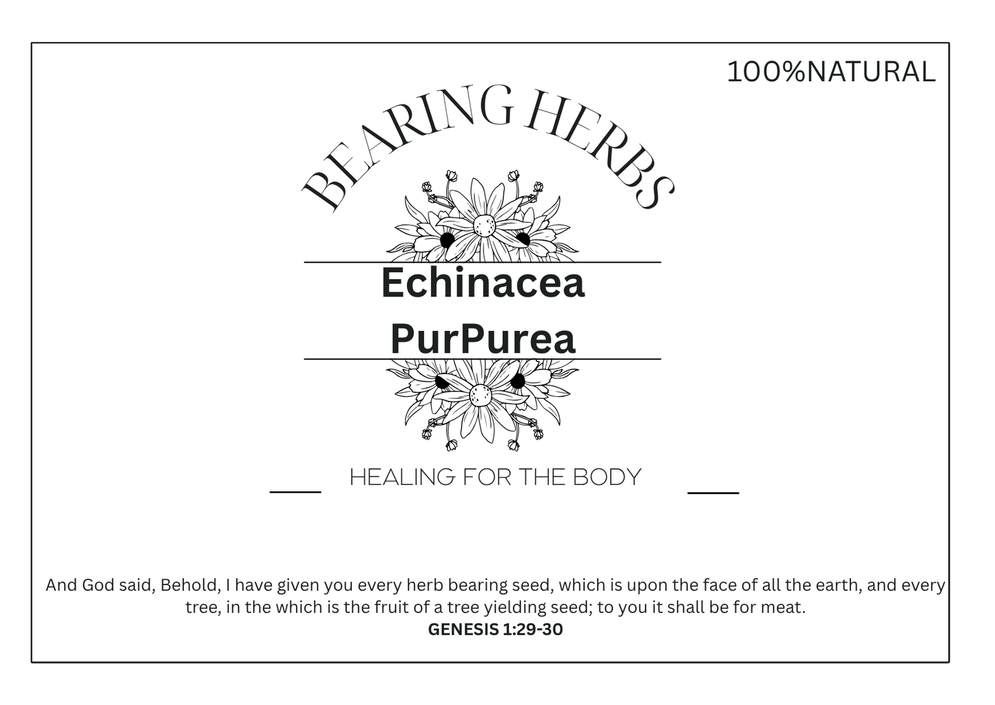 Echinacea Purpurea