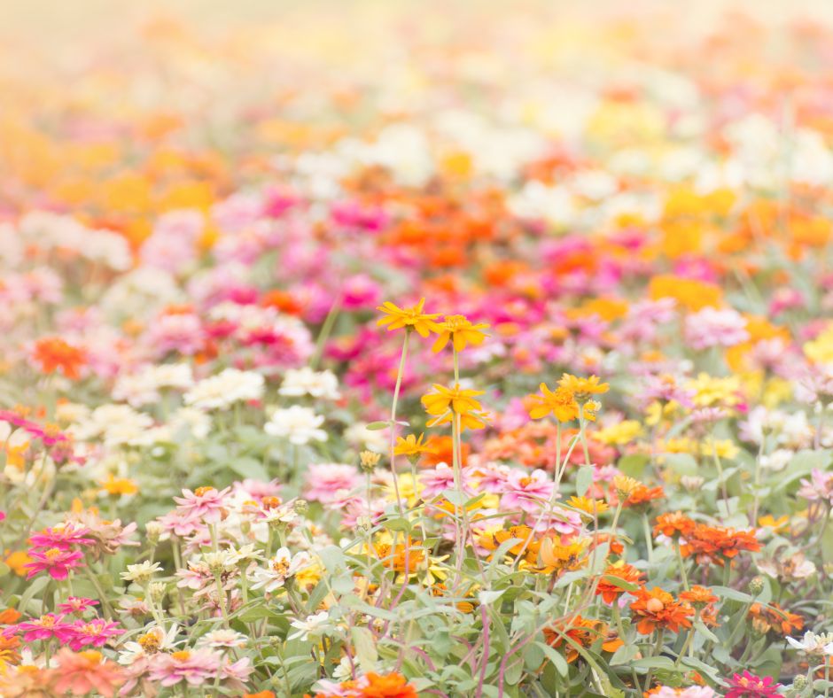 🌼 Spring Herbal Detox: Cleanse Gently with Yellow Dock, Burdock & Dandelion