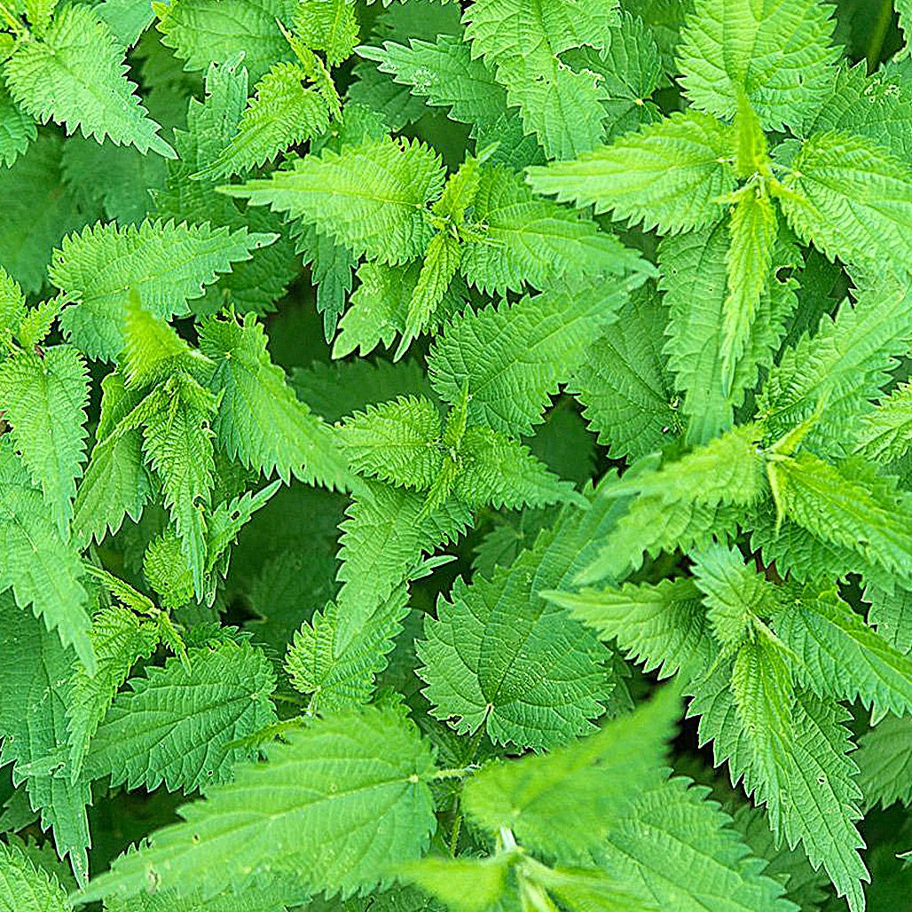 🍃 Nettle Leaf Benefits: Why This “Stingy” Plant Is a Super Herb