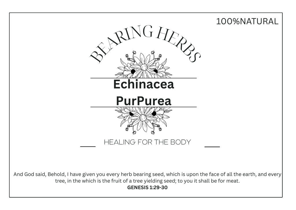 Echinacea Purpurea
