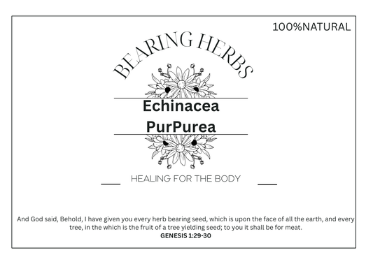 Echinacea Purpurea